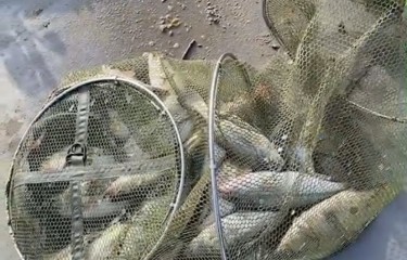 天鸿偷驴