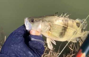 云梦泽偷驴4小时
