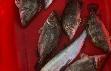 150偷鳜鱼