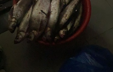 偷驴上岸