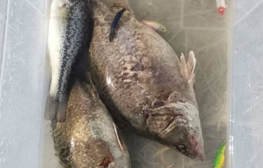 奈斯，标特否