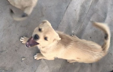 在家睡觉不香吗？