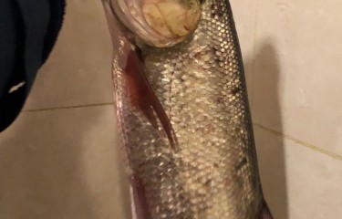 120块偷驴