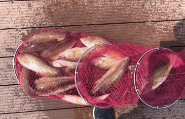 孟子潭偷驴