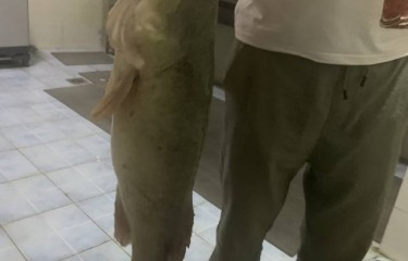 鳜鱼，狗鱼，鮰鱼，拉的爽，手都酸了