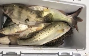 土匪浜低价偷驴