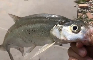 天鸿偷驴