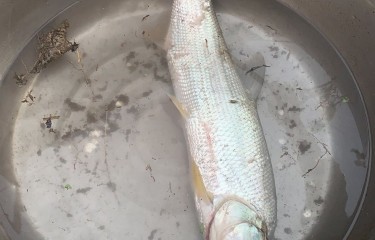 接口3斤红尾