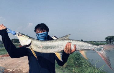 路亚