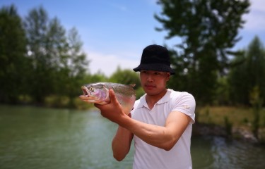 虹鳟鱼，青海三文鱼