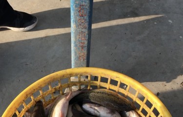 偷驴终于上岸了