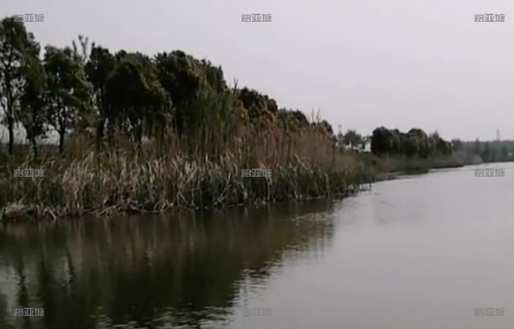 泰州鱤鱼路亚基地