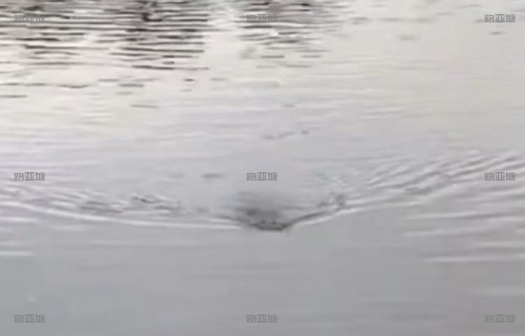 宣城鳄鱼湖路亚基地