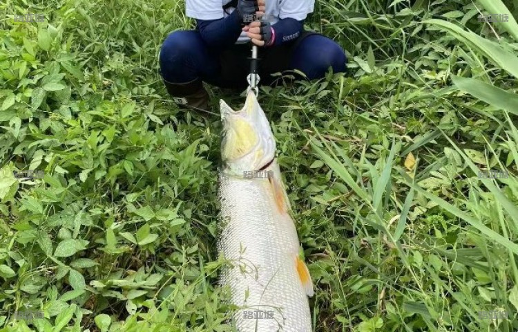 上海长兴岛郊野公园巨物阁路亚基地