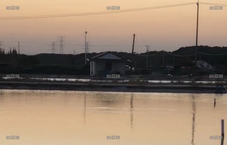 太仓熊大大路亚