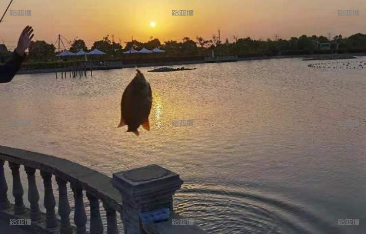 上海环球路亚营地