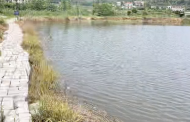 长沙西冲塘翘嘴路亚基地