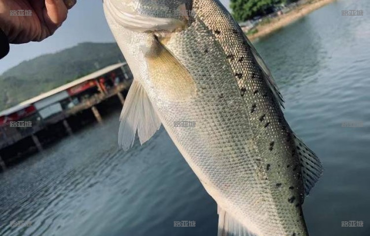 厦门竺缘路亚训练营