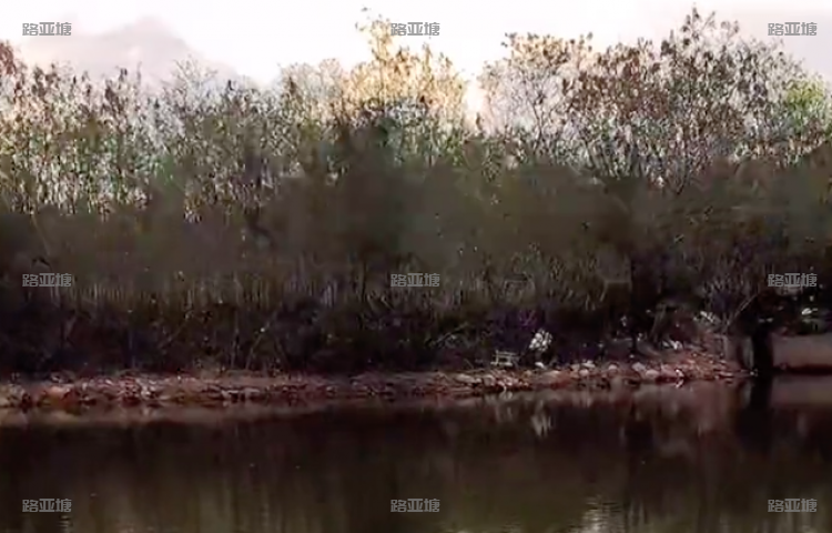 深圳小树林路亚塘