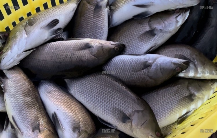 上海金蟹海泉海钓场