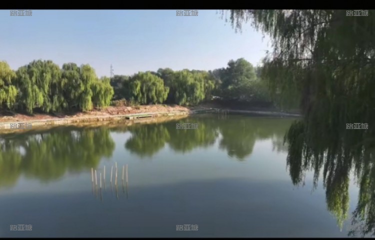 郑州解忧路亚