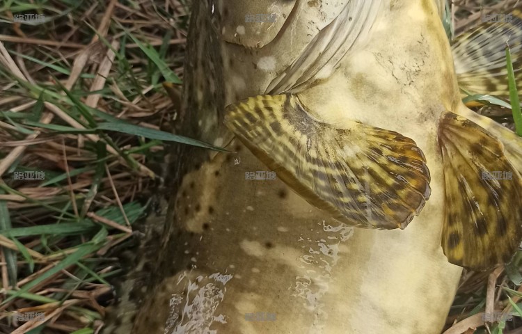 海口西海岸路亚运动中心