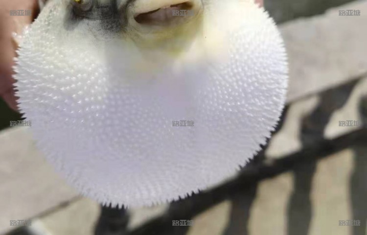 上海环球路亚营地