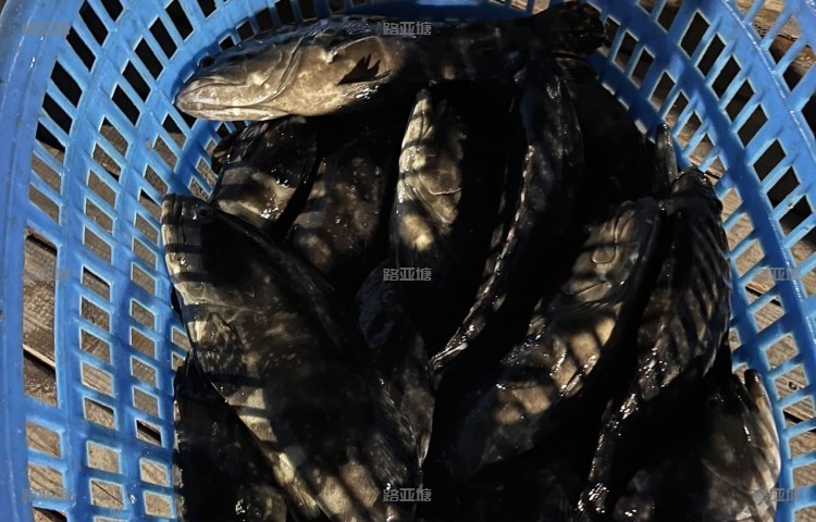上海金蟹海泉海钓场