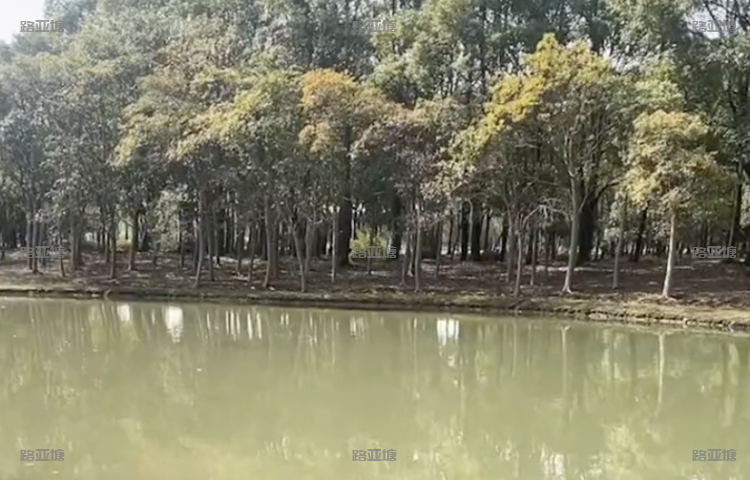 上海浦东友间鱼塘